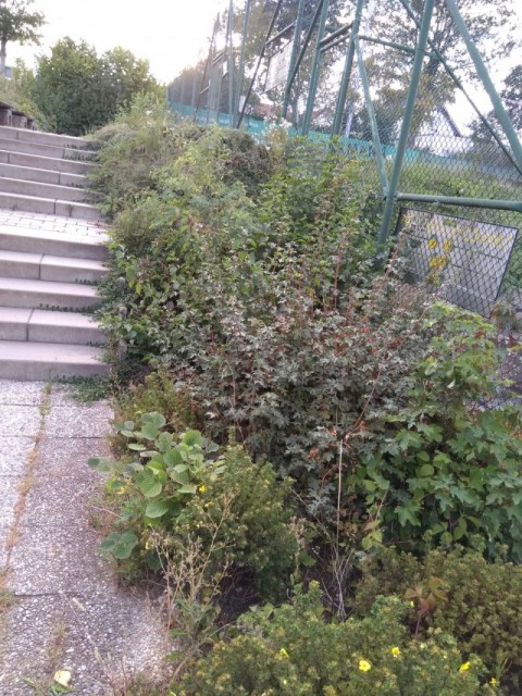 Fotos zu Arbeitsdienst offen Tennis SV Amstetten